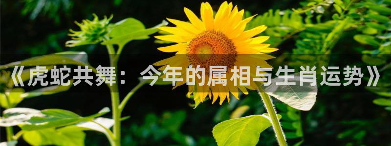开心彩2登录地址：《虎蛇共舞：今年的属相与生肖运势》